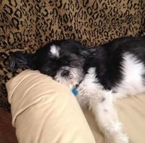 Meet your Posher, Albert